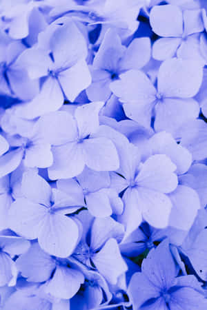 Hydrangea Blue Flowers Phone — Huawei MatePad 11.5 (2026) Picha ya Ukuta