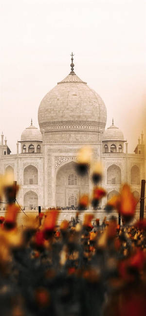 Indian Aesthetic Taj Mahal Flowers — iPhone 12 mini Picha ya Ukuta