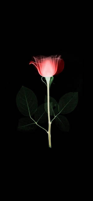 Infrared Rose Flower Apple — iPhone 16e Picha ya Ukuta