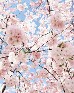 Picha za urembo wa waridi — Pastel pink aesthetic Picha ya Ukuta
