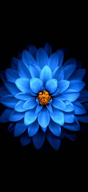 Iphone 11 pro max blue flower wallpaper — iPhone 16 Plus Picha ya Ukuta
