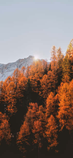 Iphone Fall Aesthetic Orange Forest — Realme 14T Picha ya Ukuta