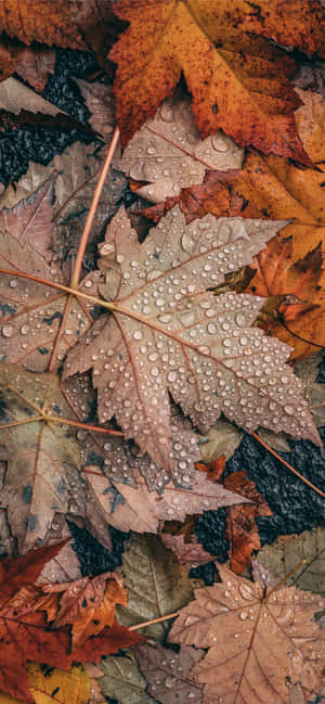 Maple Leaf ya Kijivu ya Iphone ya Kuwa — Oppo K13x Picha ya Ukuta
