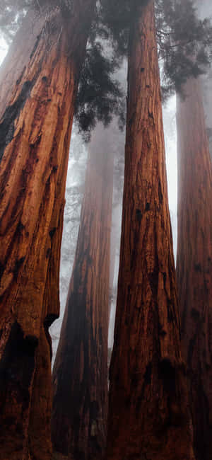 Trees Iphone — Redmi Note Picha ya Ukuta