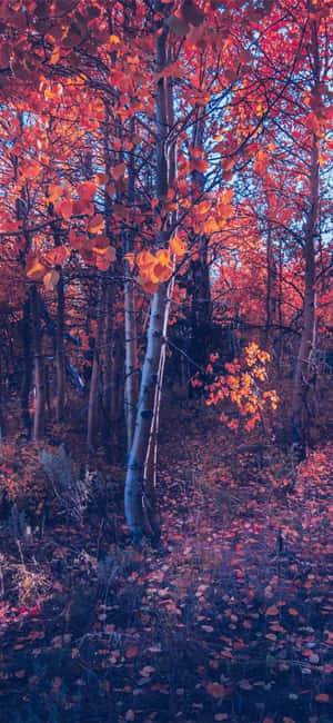 Iphone Fall Aesthetic Orange Tree Forest — Realme 15T Picha ya Ukuta