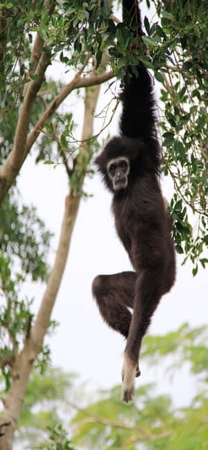 Iphone X Gibbon Background — Vivo Y500s Picha ya Ukuta