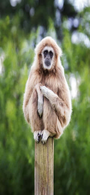 Iphone X Gibbon Background — Vivo Y6 Picha ya Ukuta