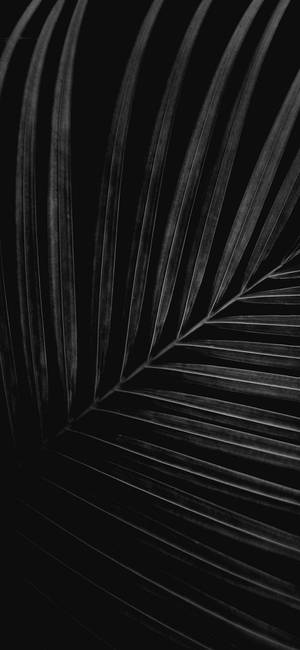 iPhone X Original Black And White Leaves — iPhone 18 Pro Picha ya Ukuta