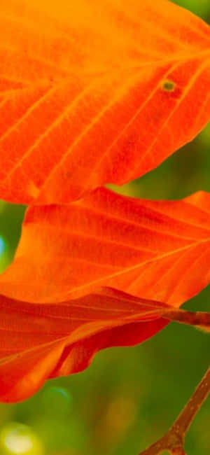 Iphone Xs Desktop Pc Background — IQOO Neo 10 Picha ya Ukuta
