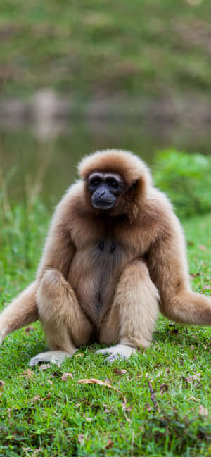 Iphone Xs Max Gibbon Background — iPhone 14 Pro Max Picha ya Ukuta