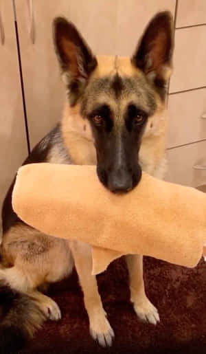 Funny Pet Pictures — Galaxy Tab A Picha ya Ukuta