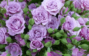 Jamal ya Lilac Rose