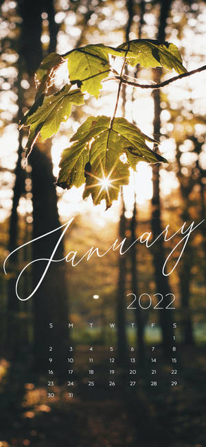 January 2022 morning sun wallpaper — iPhone 15 Plus Picha ya Ukuta