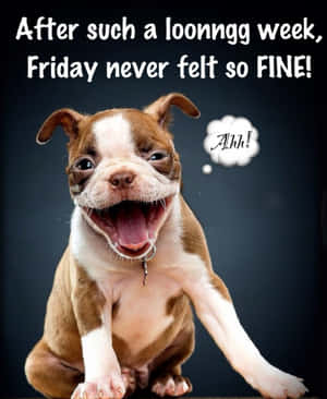 Picha za Funny za Friday — Pixel Fold Picha ya Ukuta