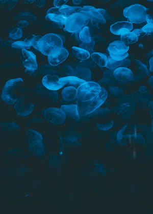Jellyfish Bluu ya Giza Chini ya Maji wallpaper — Oppo Pad 5 Pro Picha ya Ukuta