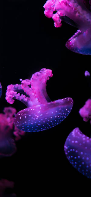 Purple Aesthetic Phone Jellyfish — iPhone 17 Pro Picha ya Ukuta