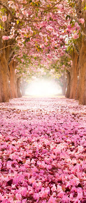 Cute Spring Phone — Sony Xperia Picha ya Ukuta