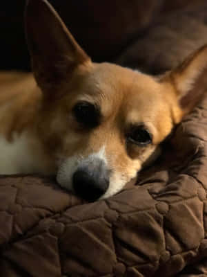 Corgi Funny Pictures — iPad Pro 13 Picha ya Ukuta