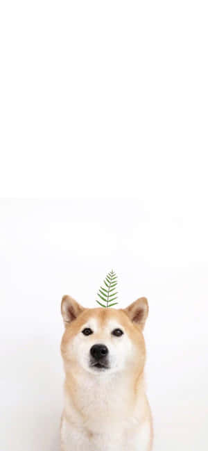 Cute Animal Iphone — iPhone 16 Pro Max Picha ya Ukuta