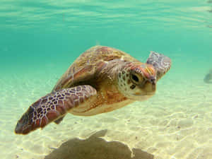 Kasa mwenye furaha na kuridhika akiogelea kwa utulivu katika bwawa tulivu na safi — Kobe baridi Picha ya Ukuta