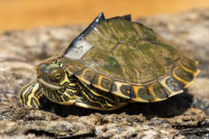 Kasa ya Pascagoula Map Turtle yenye Kifuniko cha Kichwa — Kobe baridi Picha ya Ukuta