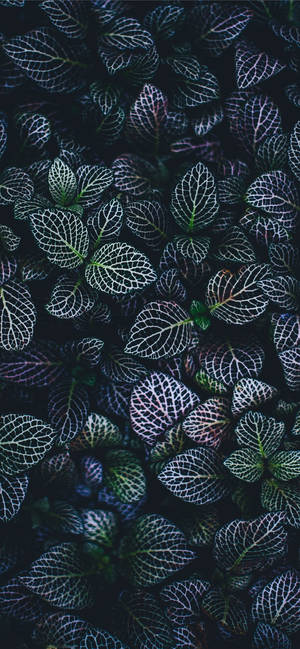 Plants Iphone — Galaxy A18 Picha ya Ukuta