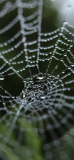 Spider Web Background — Vivo T4 Lite Picha ya Ukuta