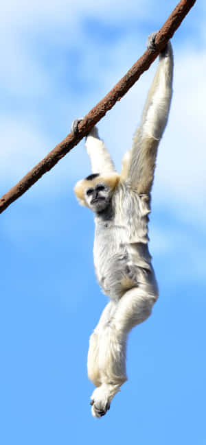 Iphone Xs Max Gibbon Background — Oppo F33 Pro Picha ya Ukuta