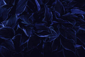 Kimea cha Petali Zilizokaushwa Bluu Giza HD — Aesthetic Dark Blue Picha ya Ukuta