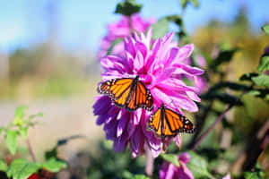 Butterfly Aesthetic pictures — MacBook Air M2 Picha ya Ukuta