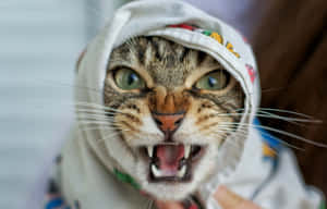 Picha za Grumpy Cat