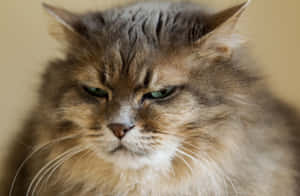 Picha za Grumpy Cat — MacBook Pro 16 Picha ya Ukuta