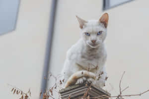 Picha za Grumpy Cat — MacBook Pro M4 Picha ya Ukuta