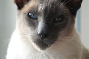 Picha za Grumpy Cat — MacBook Pro M4 Picha ya Ukuta