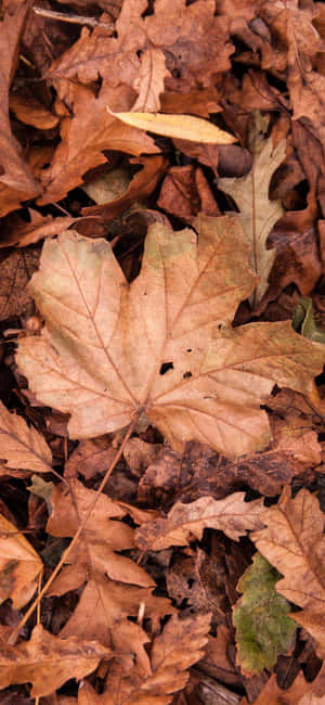 Autumn Fall Pictures — Infinix Note Edge Picha ya Ukuta