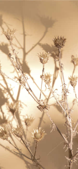 Aesthetic Beige background — Aesthetic beige Picha ya Ukuta