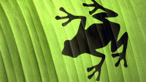 Kiwili cha Frog Mrembo wallpaper