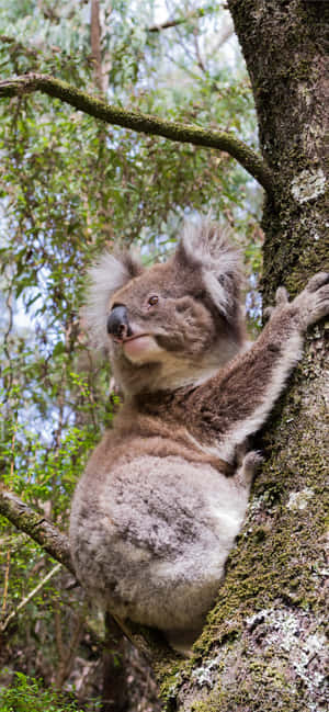 Koala background — OnePlus N6x Picha ya Ukuta