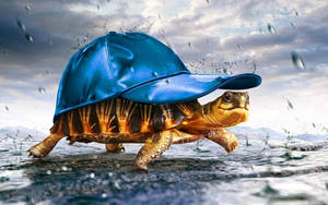 Kofia ya Bluu ya Turtle ya Baridi wallpaper — Kobe baridi Picha ya Ukuta