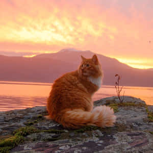 Picha za Aesthetic Cat — Paka wa kupendeza Picha ya Ukuta