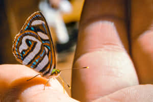 Picha za Butterfly Aesthetic — MacBook Pro M4 Picha ya Ukuta