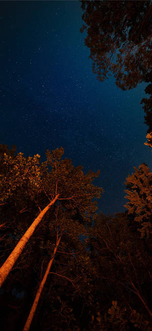 Stars at night in forest iPhone 11 wallpaper. — iPhone 11 Picha ya Ukuta