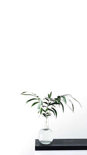 Picha za Aesthetic White — Nyeupe ya kupendeza Picha ya Ukuta