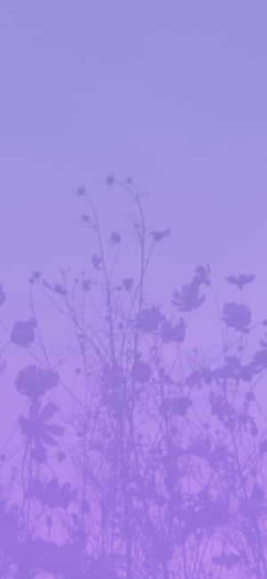 Aesthetic Purple Pictures — Tecno Camon Picha ya Ukuta