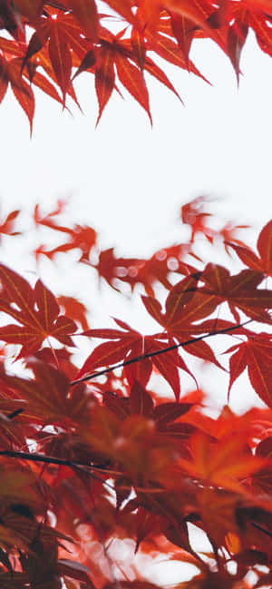 Iphone Xs Max Autumn Background — HMD Aura 2 Picha ya Ukuta