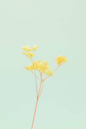 Kunjeni Aesthetic Pastel Sana na Maua — Aesthetic ya Pastel Yellow Picha ya Ukuta