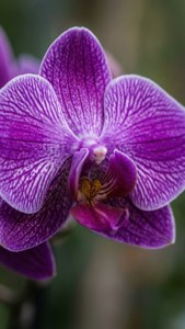 Picha ya makro ya orchid ya rangi ya upepo, yenye ukarimu na upepo wa kigeni. — Zambarau Picha ya Ukuta