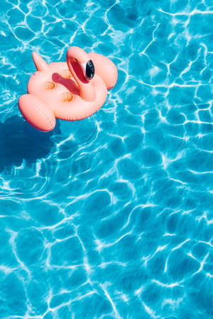 Flamingo ya kufungua katika mwani wallpaper
