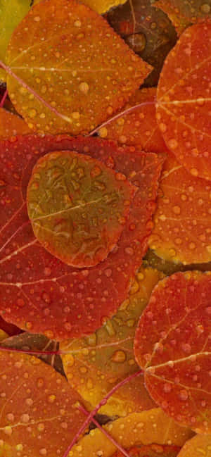 Iphone Xs Max Autumn Background — POCO C95 Pro Picha ya Ukuta