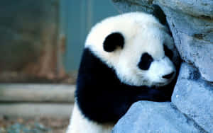 Panda Background — Panda Picha ya Ukuta